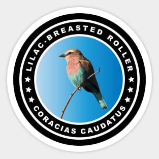 Lilac-breasted Roller (Coracias Caudatus) Bird Sticker